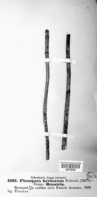 Stemphylium vesicarium image